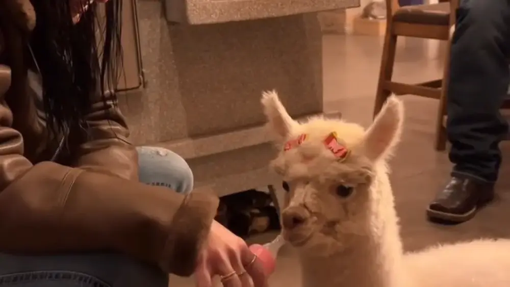 Ana Castela apresenta filhote de alpaca com mamadeira e lacinho