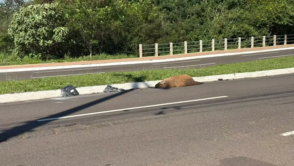 Capivara atropelada é encontrada morta em avenida de Campo Grande