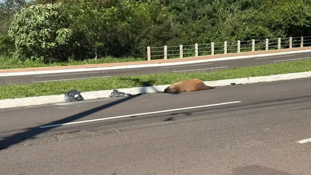 Capivara atropelada é encontrada morta em avenida de Campo Grande
