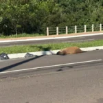 Capivara atropelada é encontrada morta em avenida de Campo Grande
