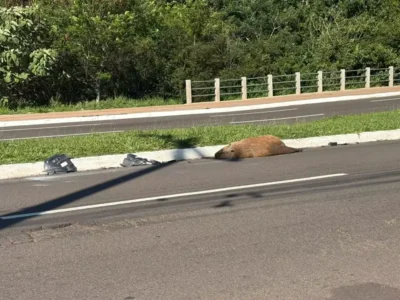 Capivara atropelada é encontrada morta em avenida de Campo Grande