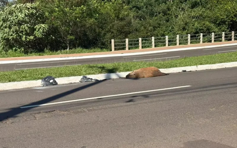 Capivara atropelada é encontrada morta em avenida de Campo Grande