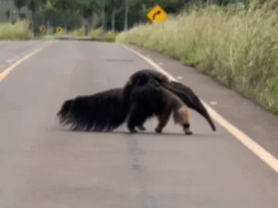 Mãe tamanduá-bandeira atravessa estrada com filhote em Bonito