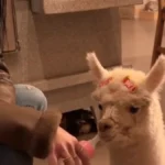 Ana Castela apresenta filhote de alpaca com mamadeira e lacinho