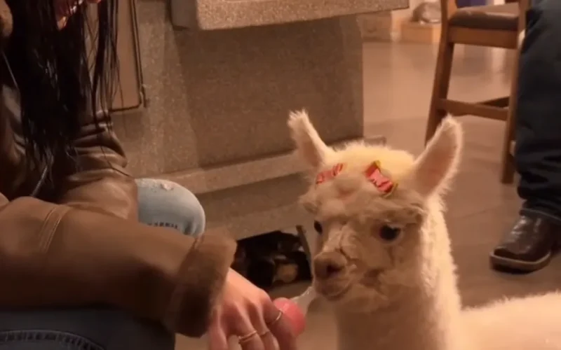 Ana Castela apresenta filhote de alpaca com mamadeira e lacinho