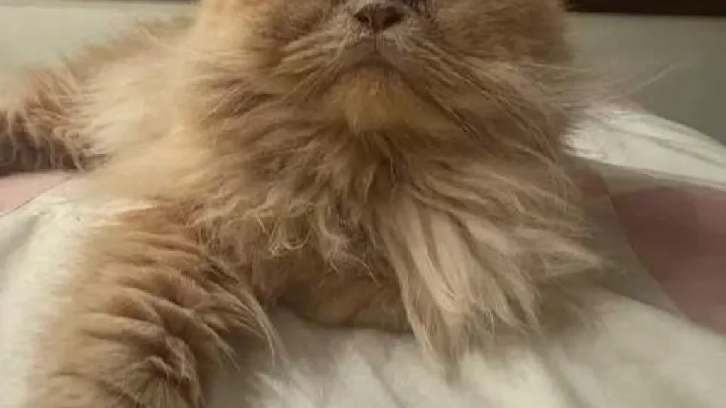 Gato persa desaparece no Itanhangá e tutora pede ajuda