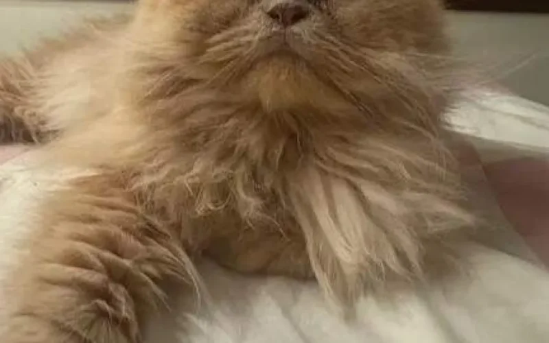 Gato persa desaparece no Itanhangá e tutora pede ajuda