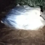 Homem vive em sacola às margens da BR-163 com frio abaixo de 5°C