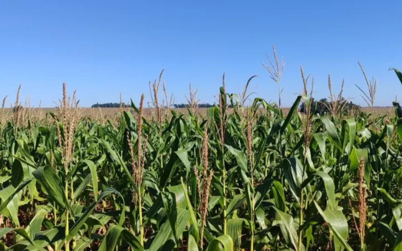 Chuva atrasa colheita do milho e safra avança só 0,2% em MS