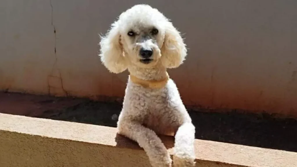 Poodle com epilepsia desaparece no Tijuca; família pede ajuda