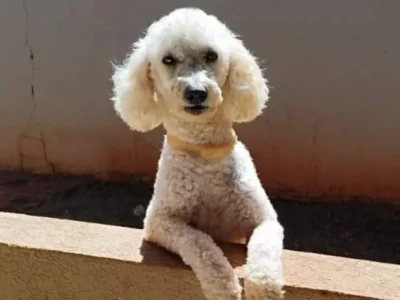 Poodle com epilepsia desaparece no Tijuca; família pede ajuda