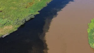 Encontro de rios cria contraste deslumbrante no Pantanal