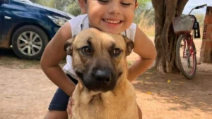 Cachorro atacado por pitbull precisa de doador de sangue urgente