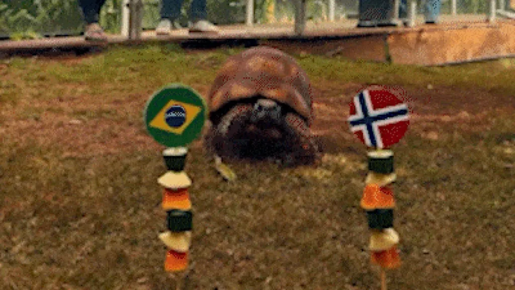 Jabuti do Bioparque acerta vitória da Noruega e elimina Brasil