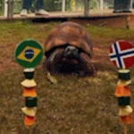 Jabuti do Bioparque acerta vitória da Noruega e elimina Brasil