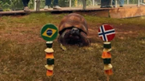 Jabuti do Bioparque acerta vitória da Noruega e elimina Brasil