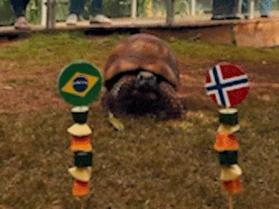 Jabuti do Bioparque acerta vitória da Noruega e elimina Brasil