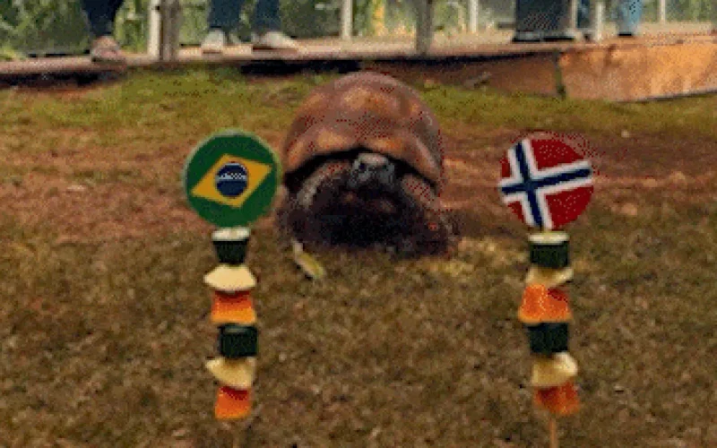 Jabuti do Bioparque acerta vitória da Noruega e elimina Brasil