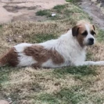 Cachorro resgatado das ruas desaparece em Campo Grande