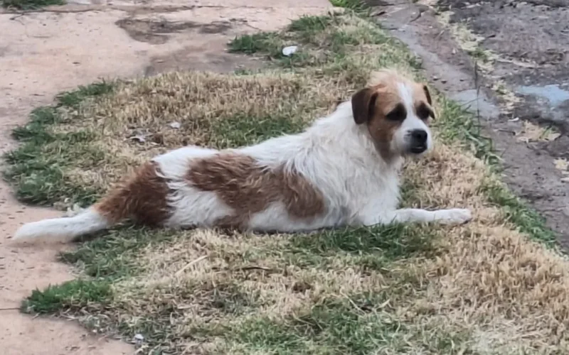 Cachorro resgatado das ruas desaparece em Campo Grande