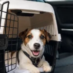 Férias com pet: dicas para evitar estresse e problemas
