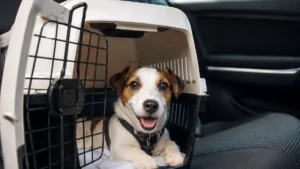 Férias com pet: dicas para evitar estresse e problemas