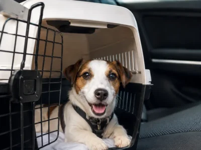 Férias com pet: dicas para evitar estresse e problemas