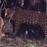 Onças-pintadas trocam carícias em raro momento de afeto no Pantanal