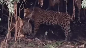 Onças-pintadas trocam carícias em raro momento de afeto no Pantanal