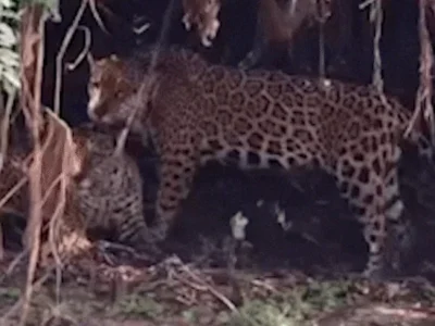 Onças-pintadas trocam carícias em raro momento de afeto no Pantanal