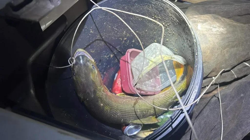 Pescador é multado em R$ 5,5 mil por transportar peixe dourado