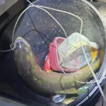 Pescador é multado em R$ 5,5 mil por transportar peixe dourado