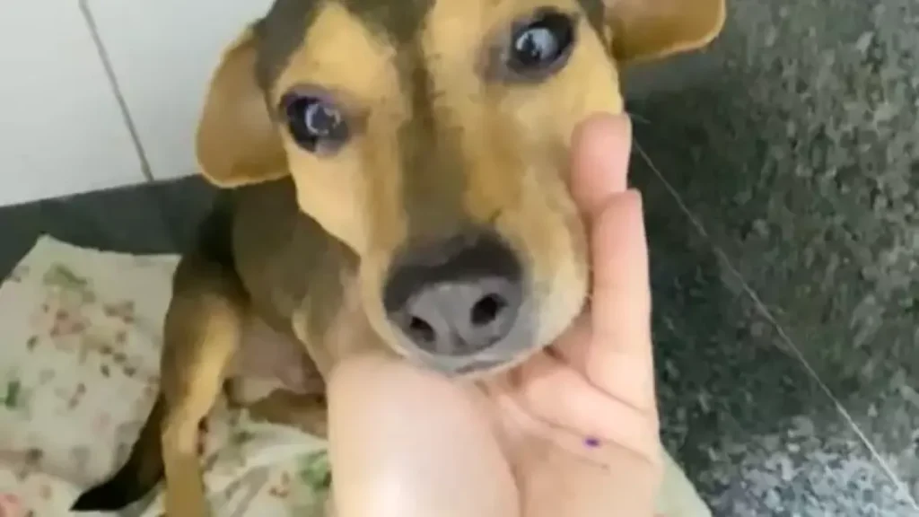Cão Sorriso sobreviveu a abandono e atropelamento e busca um lar