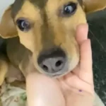 Cão Sorriso sobreviveu a abandono e atropelamento e busca um lar