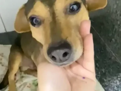 Cão Sorriso sobreviveu a abandono e atropelamento e busca um lar