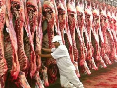 Frigoríficos reduzem até 40% dos abates em MS