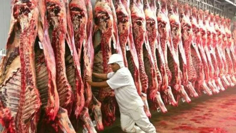 Frigoríficos reduzem até 40% dos abates em MS