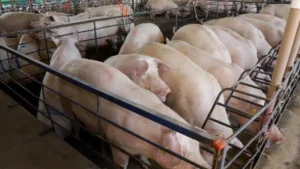 MS amplia produção de suínos em 18%, mas preço cai 25%