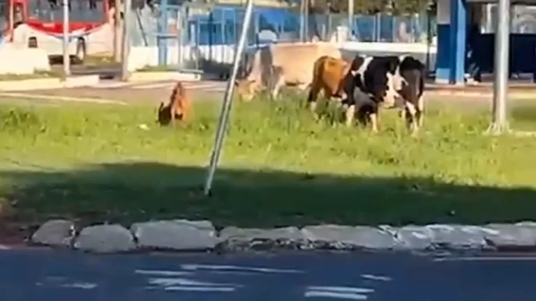 Animais soltos invadem rotatória do Terminal Guaicurus em Campo Grande