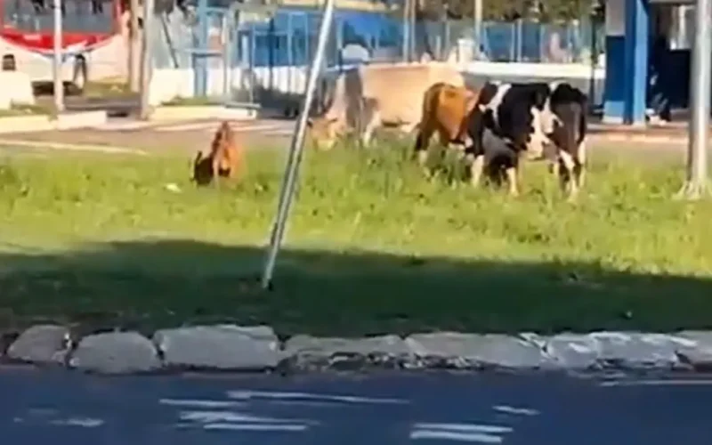Animais soltos invadem rotatória do Terminal Guaicurus em Campo Grande