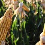 Colheita de milho em MS atinge 823 mil hectares, mas segue atrás da safra anterior