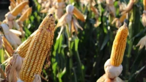 Colheita de milho em MS atinge 823 mil hectares, mas segue atrás da safra anterior