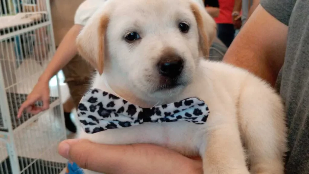 Pet shop é condenado por vender Labrador falso; indenização é de R$ 5 mil