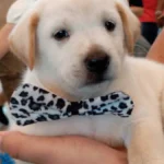 Pet shop é condenado por vender Labrador falso; indenização é de R$ 5 mil