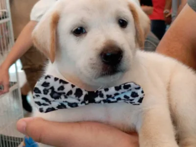 Pet shop é condenado por vender Labrador falso; indenização é de R$ 5 mil
