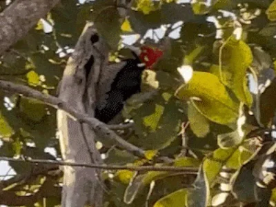 Pica-pau rouba a cena na Chácara dos Poderes em Campo Grande