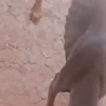 Cachorro esquelético é encontrado em terreno abandonado na Mata do Jacinto
