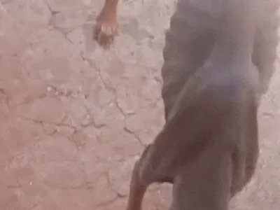 Cachorro esquelético é encontrado em terreno abandonado na Mata do Jacinto