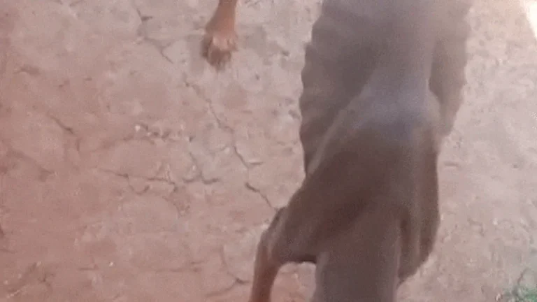 Cachorro esquelético é encontrado em terreno abandonado na Mata do Jacinto