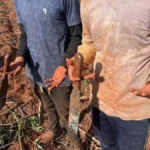 MS: fazendas pagarão R$ 1,7 milhão por trabalho escravo